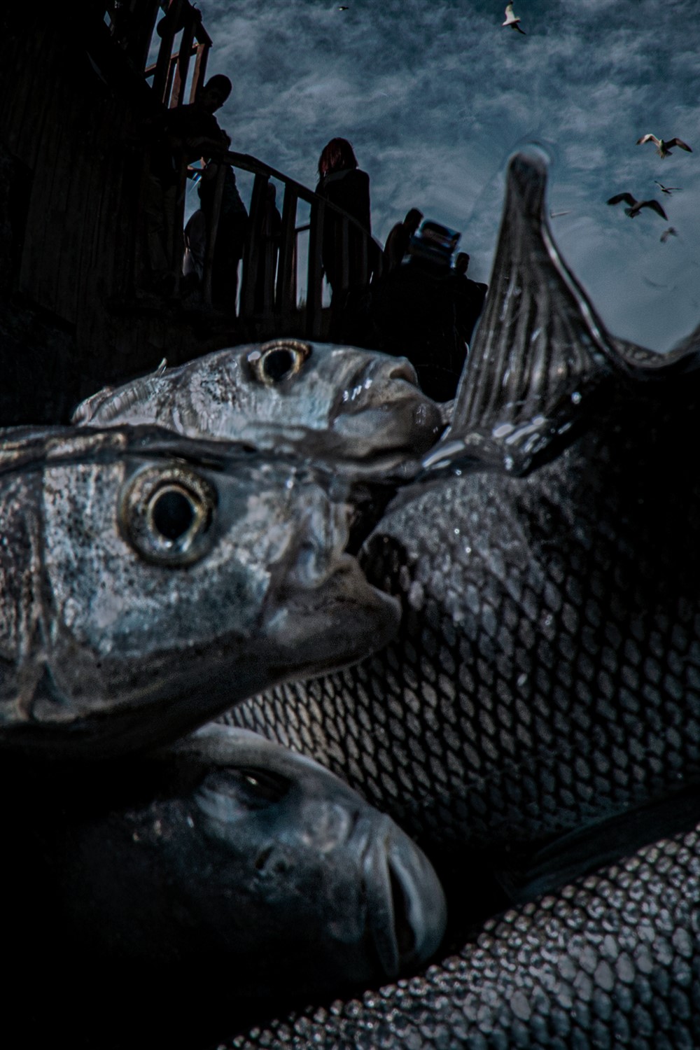 Saygun Dura “ARADA”